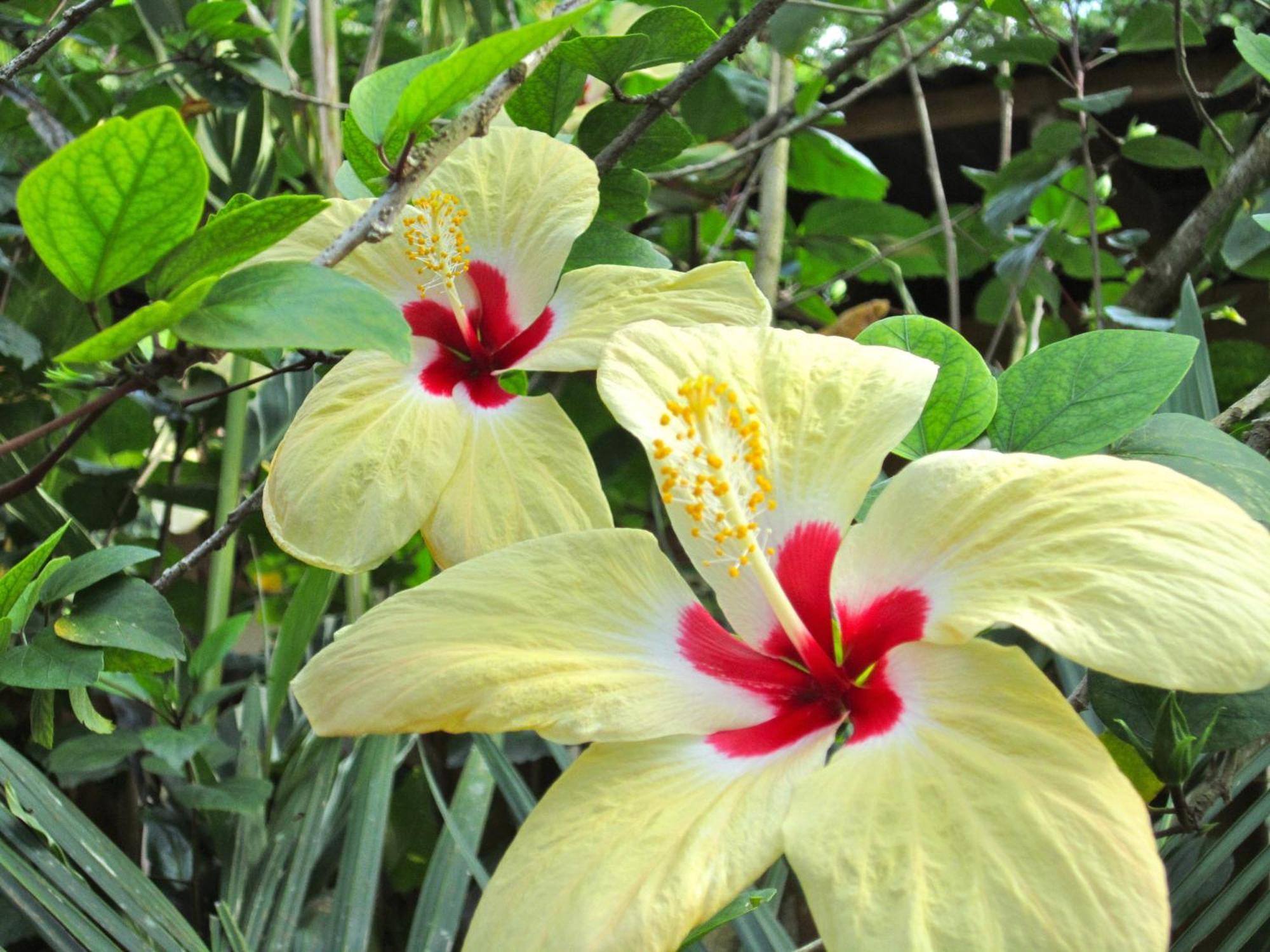 Physis Caribbean Bed & Breakfast Puerto Viejo de Talamanca Luaran gambar