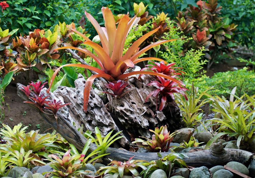 Physis Caribbean Bed & Breakfast Puerto Viejo de Talamanca Luaran gambar